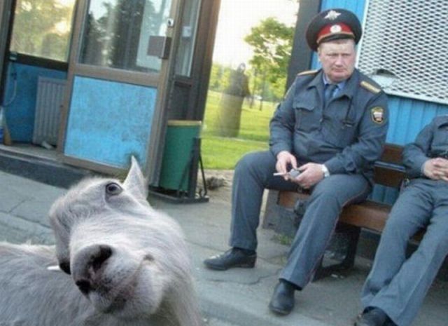 Lustige Tierbilder