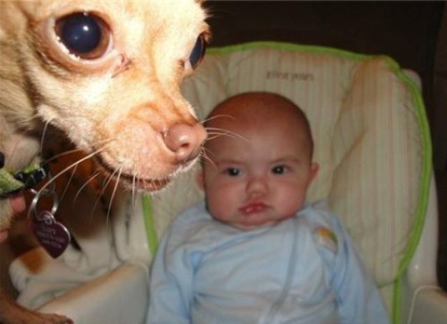 Lustige Tierbilder