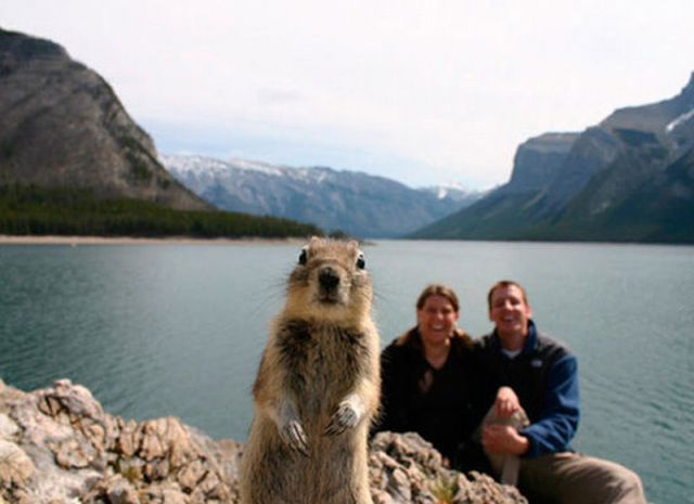 Lustige Tierbilder