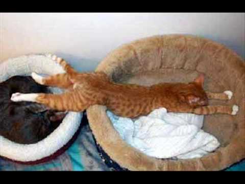 Die besten Planker
