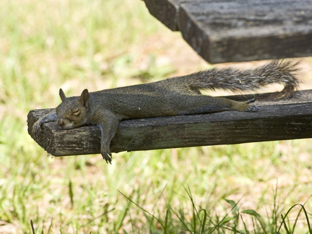 Die besten Planker